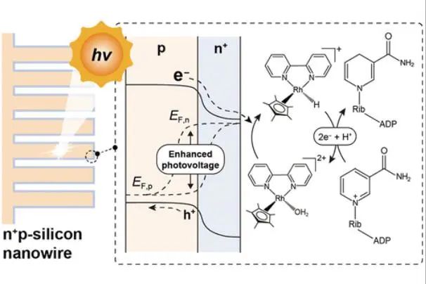 杨培东院士团队，最新JACS！