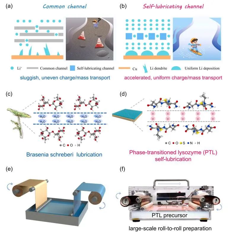 丁书江/杨鹏EnSM：用于无负极锂金属电池的具有加速动力学的超薄超轻自润滑层