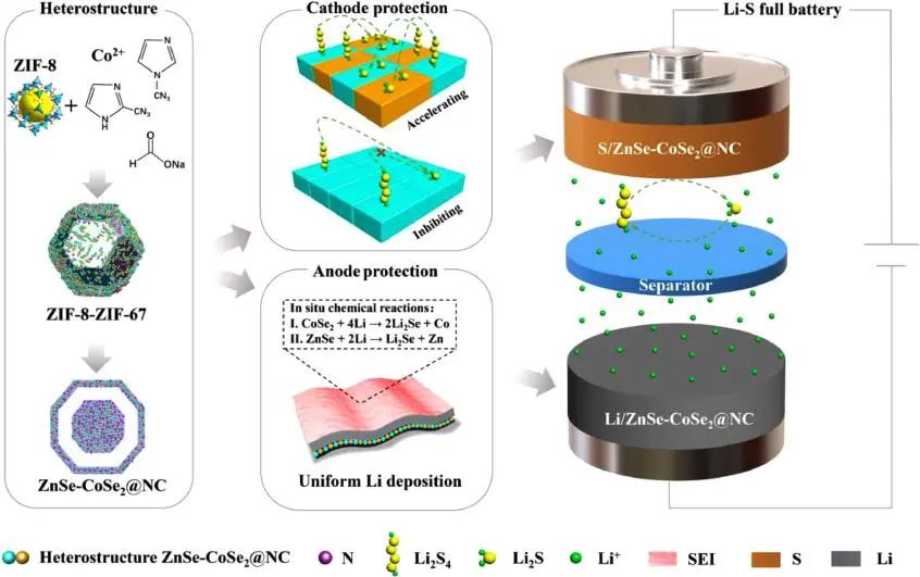 郑大/悉尼科技大学EnSM: 用于高性能锂硫全电池正负极保护的二合一主体