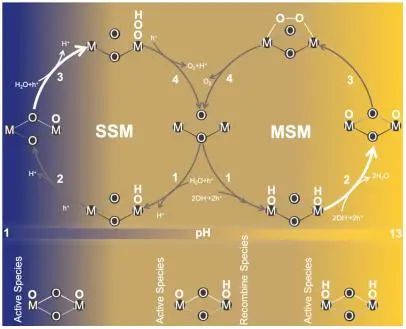 肖鹏/张云怀/甘立勇ACS Catalysis：原位技术+理论计算！揭示金属氧化物上中间体在全pH范围内的变化