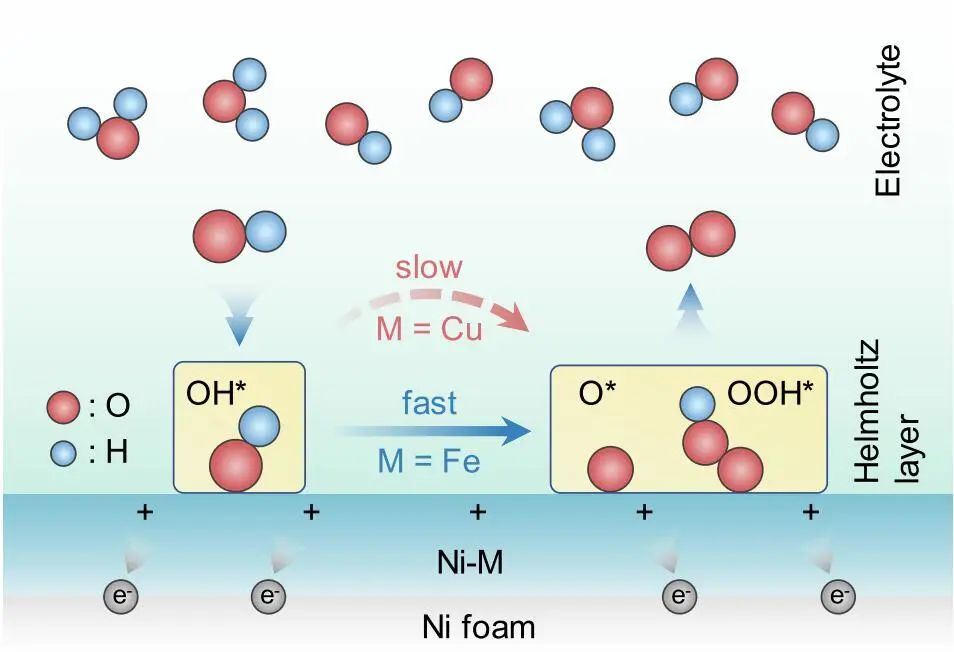 西湖大学Angew：FE和产率近100%！Ni-Cu/NF高效催化生物质转化