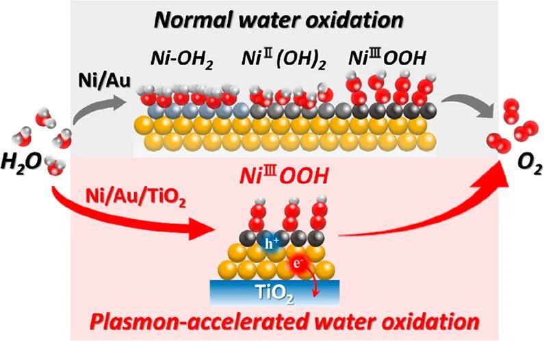 ACS Energy Lett.：等离子体激元加速TiO2单晶上Ni修饰的Au纳米二聚体上的水氧化