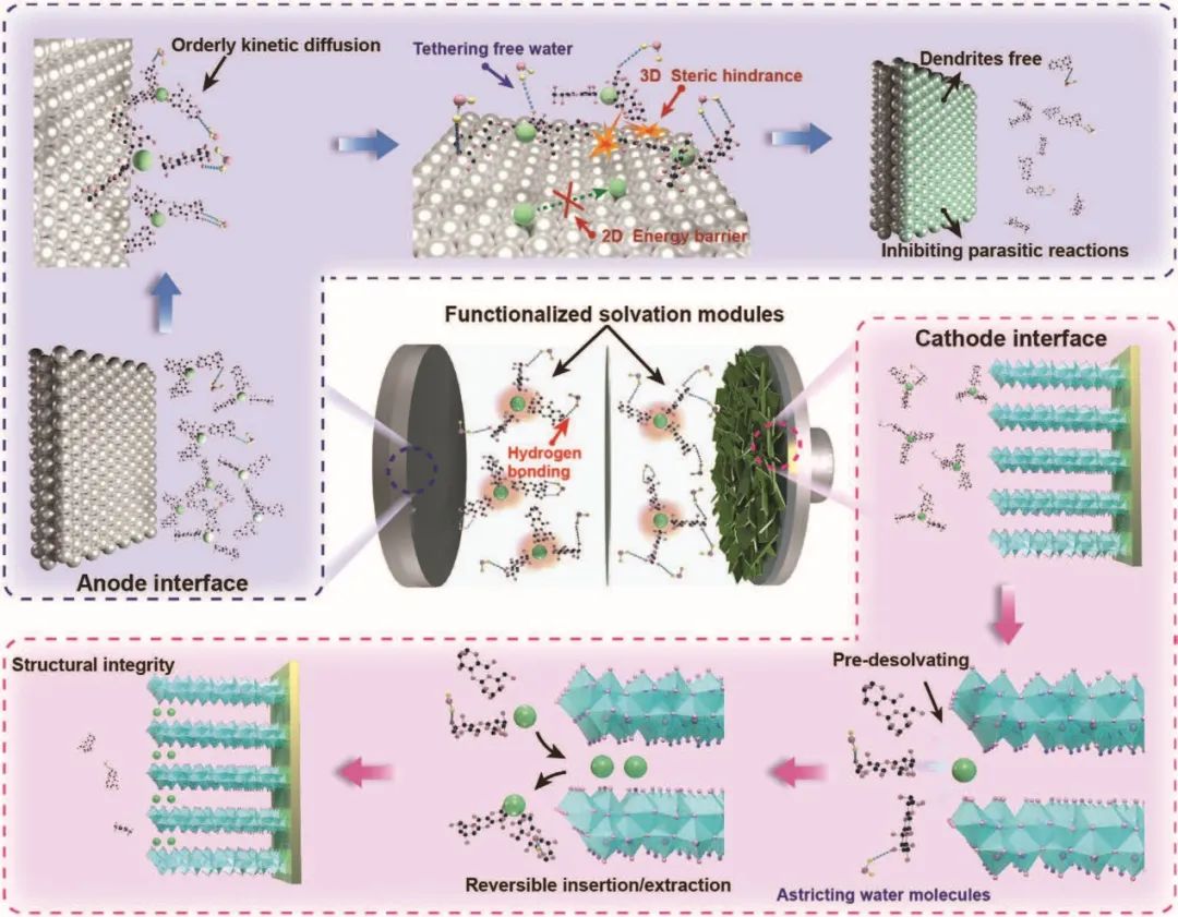 中南/湘大AFM：同时稳定正负极界面的氢键功能化溶剂化单元