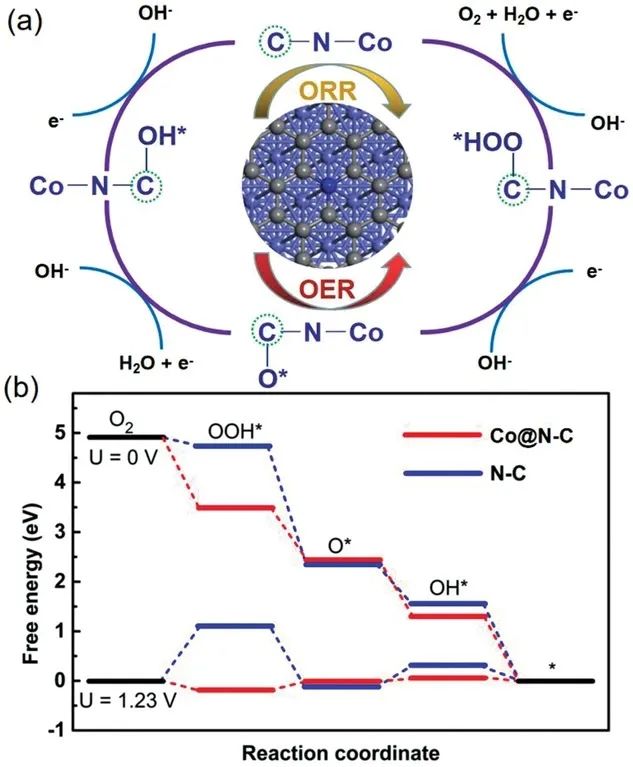 天大Adv. Sci.：封装Co NPs的互连N-掺杂中空碳纳米纤维增强Zn-空气电池中的氧电催化