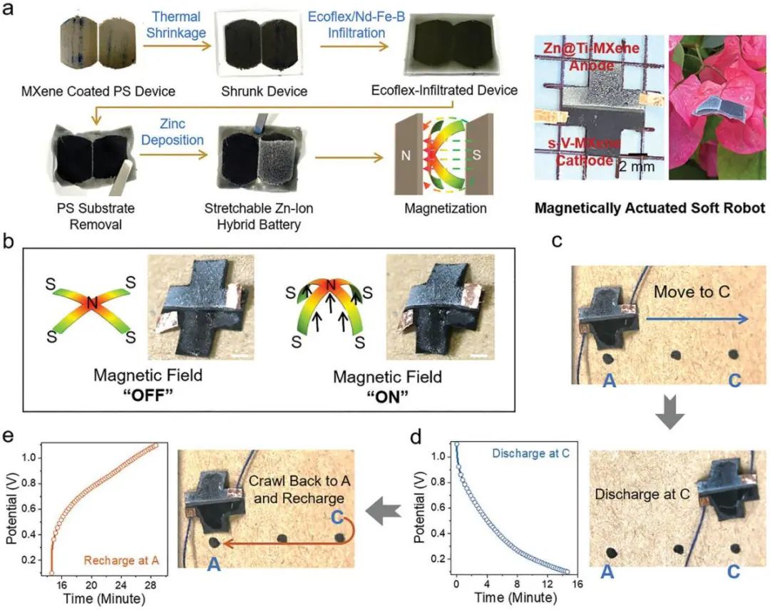 南科大&马里兰AEM：具有双MXene电极的可拉伸锌离子混合电池作为磁驱动软体机器人