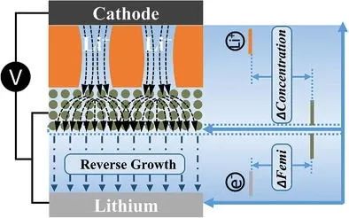 厦大谢清水AFM: 由离子整流层诱导的无枝晶反向锂沉积，用于锂金属电池