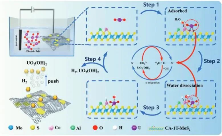 吴晓宏/秦伟/康红军Small：一石二鸟！双功能Co/Al改性1T-MoS2/rGO用于海水析氢耦合铀提取