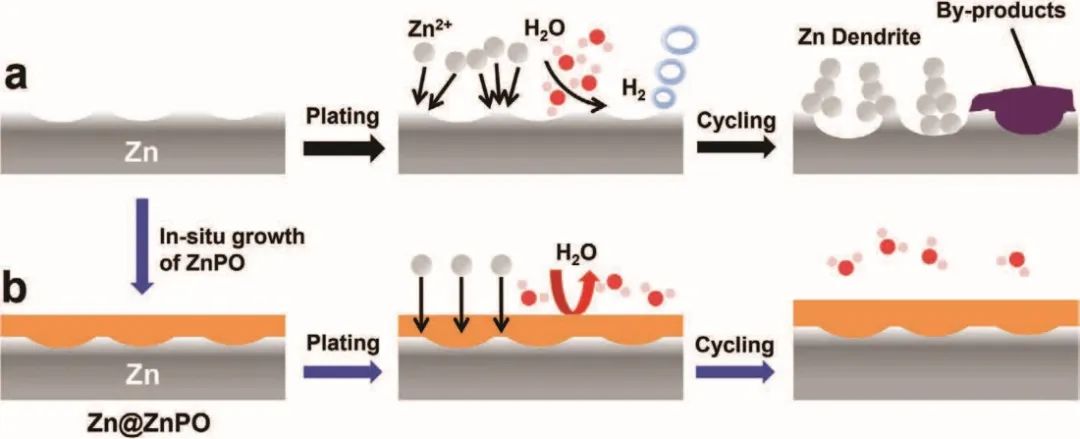 李成超/叶明晖AFM：原位保护层同时调节锌金属负极的离子分布和脱溶活化能