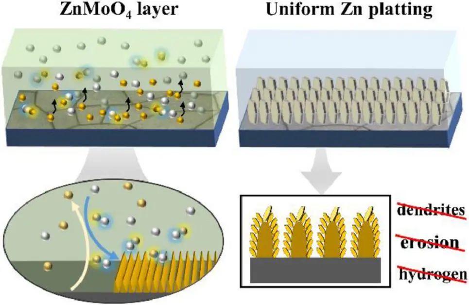 哈工大张乃庆EnSM：多功能ZnMoO4保护层实现抑制枝晶和析氢的锌负极