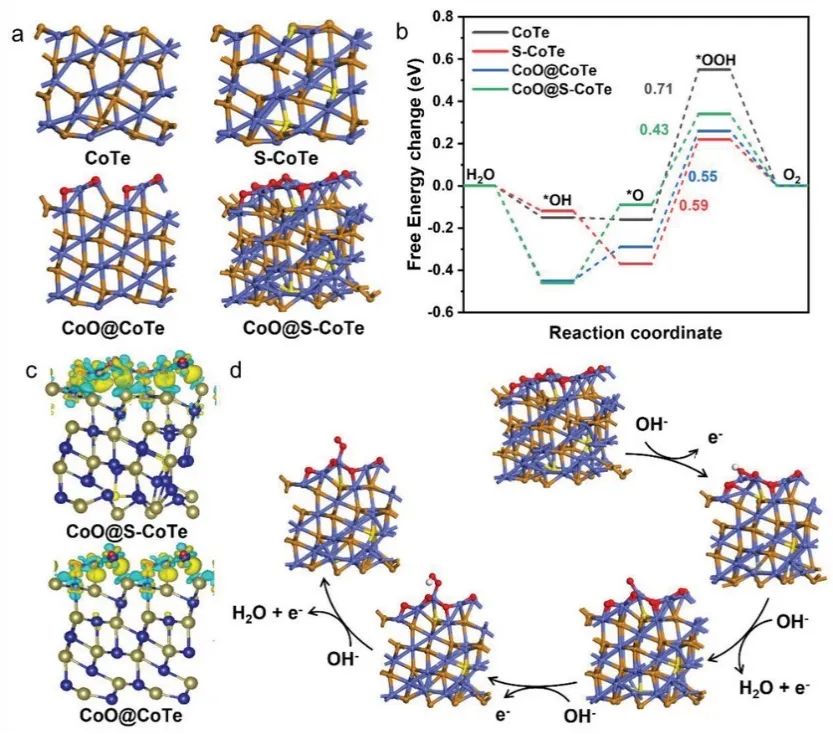​浙工大Adv. Sci.：CoO@S-CoTe助力OER