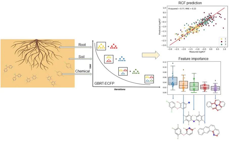 李远播/刘存ES&T: 机器学习模型预测土壤中植物根系有机污染物的积累