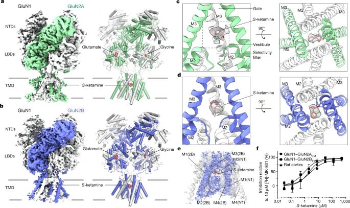 中科院上海药物研究所2021年第5篇Nature：冷冻电镜再登顶刊！