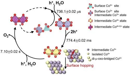 催化顶刊集锦：JACS、Nature子刊、ACS Catal.、AFM、Small、Carbon Energy等最新成果！