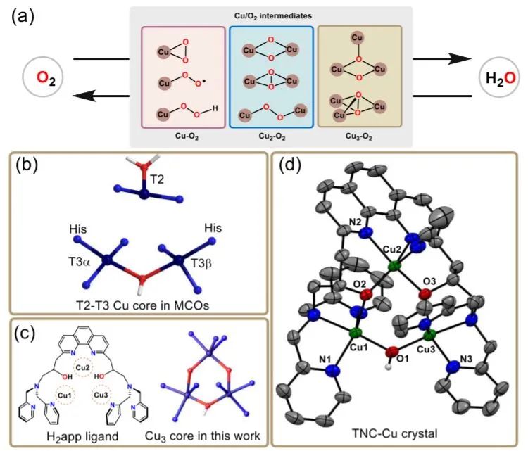 催化顶刊集锦：Nature、JACS、Nano Energy、ACS Catal.、Chem. Eng. J.等成果