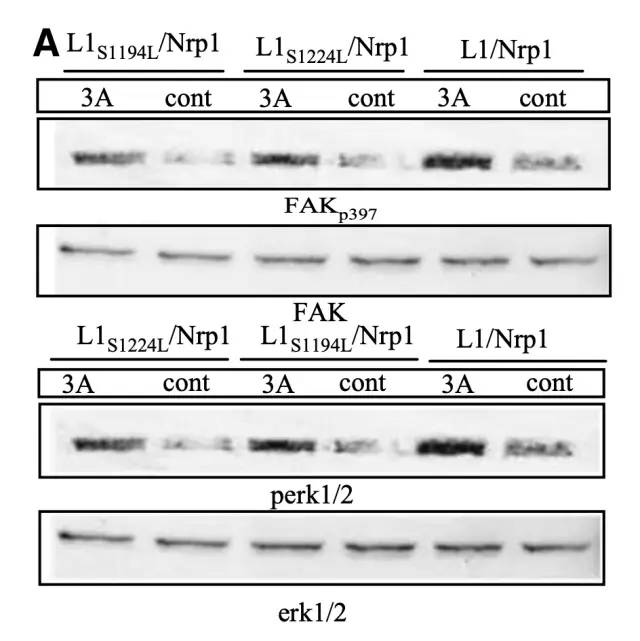 斯坦福校长也玩「图片误用」？Nature、Science多文涉嫌PS，校方正式展开调查