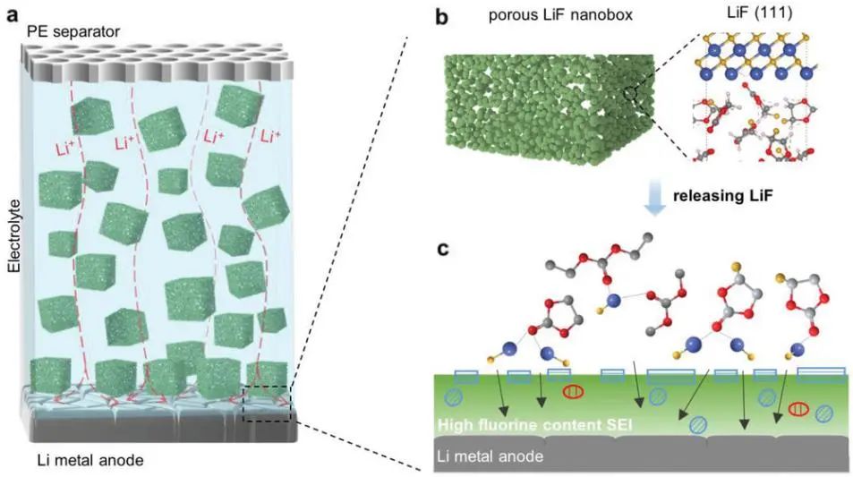 上交/清华/浙工大/中科大联发AM: 电解液中的氟化锂用于稳定和安全的锂金属电池