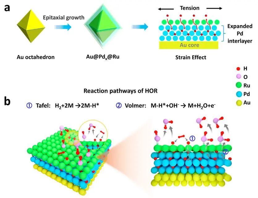 ​厦大JACS：Au@Pd@Ru催化HOR，助力阴离子交换膜燃料电池