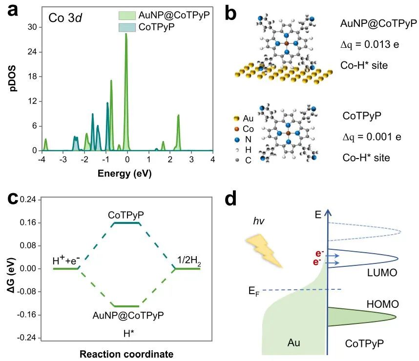 Nature子刊：金纳米粒子与钴卟啉的强协同作用诱导高效光催化析氢