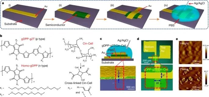 电子科技大学，2023年首篇Nature！