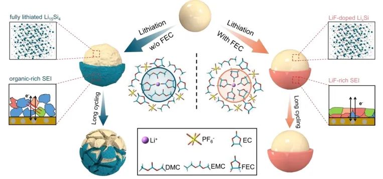 郑洪河团队ACS Energy Lett.：氟代碳酸亚乙酯在抑制锂离子电池硅负极中锂捕获的新见解
