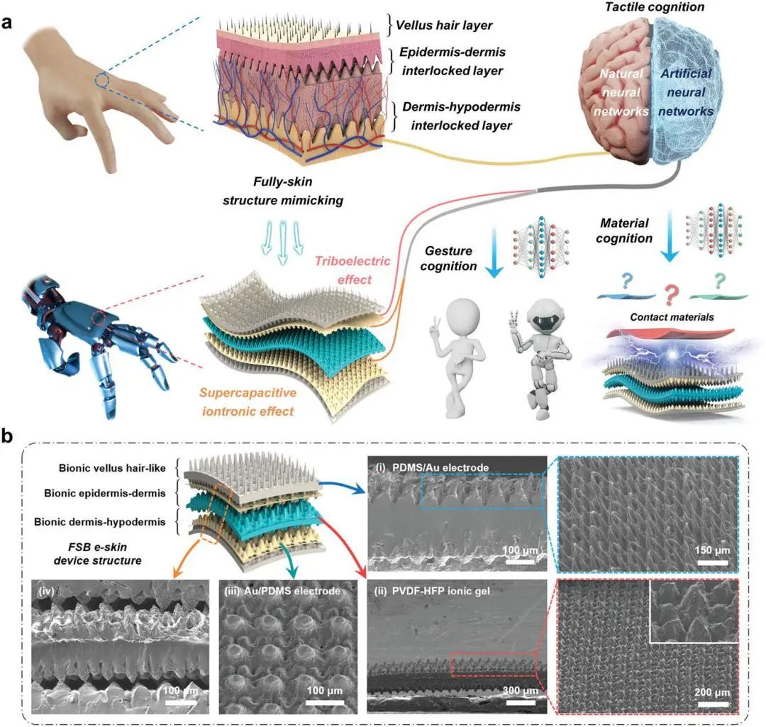李阳/沈国震AM: 机器学习助力仿生电子皮肤新突破，实现通用触觉认知！