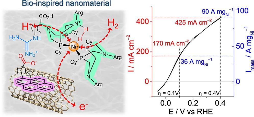 JACS：创纪录电流密度！生物激发的分子催化材料助力HOR