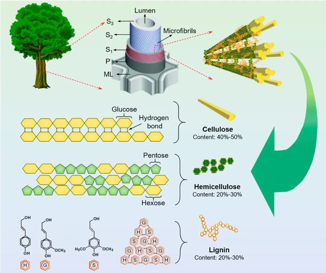 “木头大王”胡良兵的2021年，他用木头发了Nature、Science！