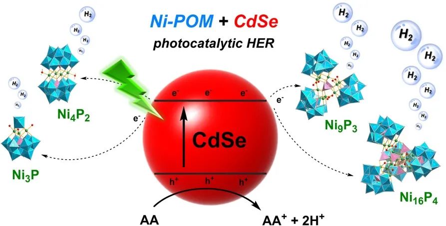 杨国昱/吕红金Appl. Catal. B.：最高值！Ni-POM催化剂与水溶性CdSe QDs偶联在可见光下超高效光生成氢气