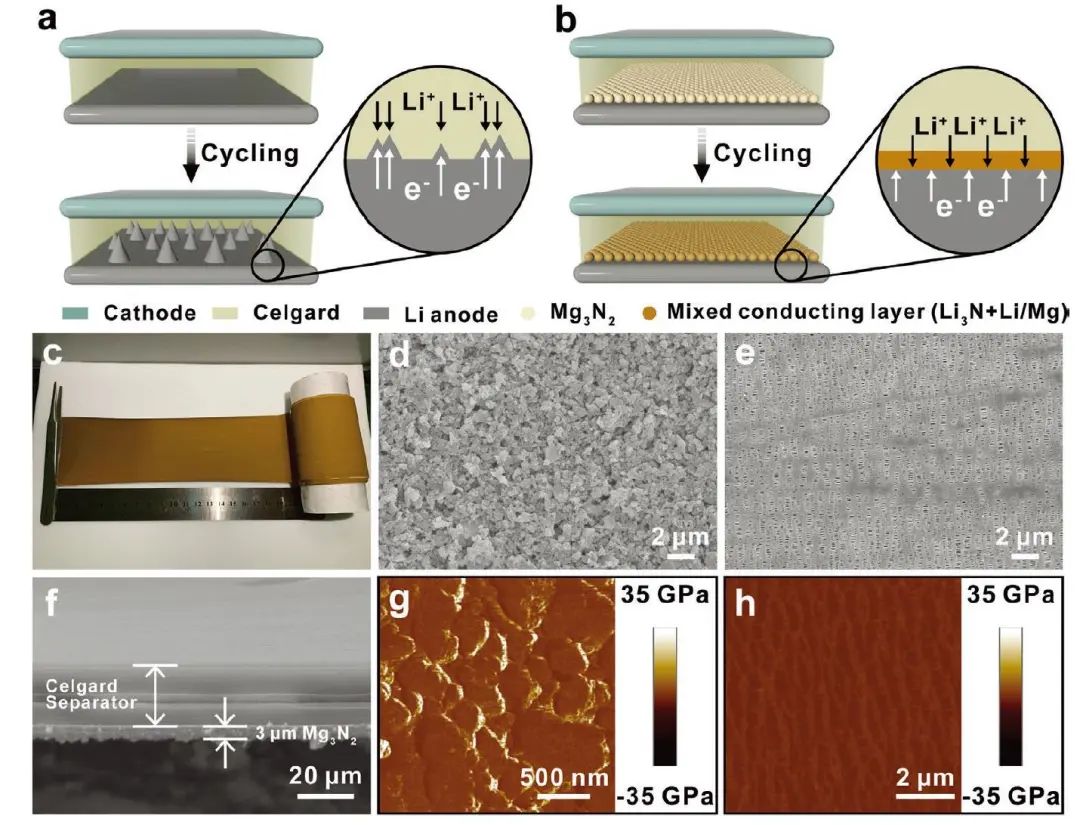 郭玉国/辛森/刘治田AFM：原位衍生混合离子/电子导电功能性隔膜实现高性能、无枝晶锂金属电池