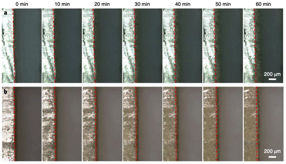 中山大学Nat. Nanotechnol.，刚柔并济另一种玩法！全有机锂保护层！