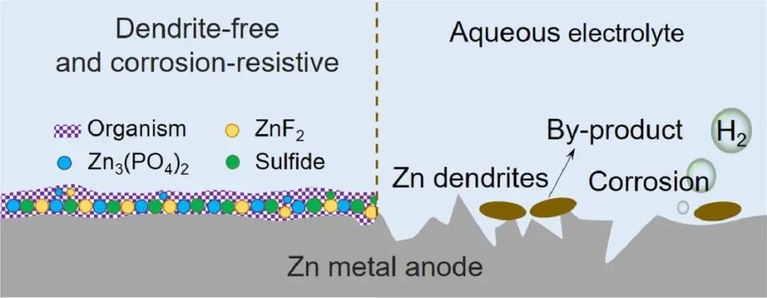 刘永畅/张宁EnSM：稳定Zn负极的有机-无机混合SEI