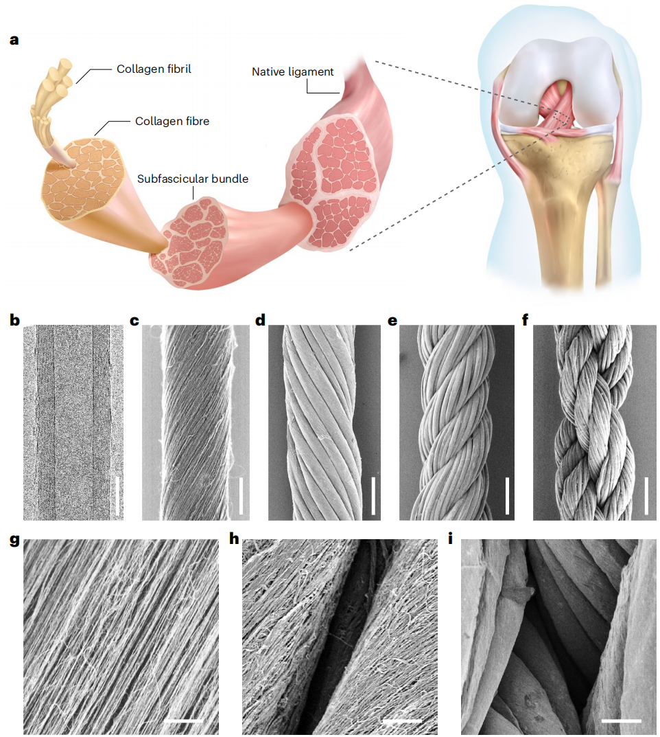 彭慧胜教授，最新Nature Nanotechnology！