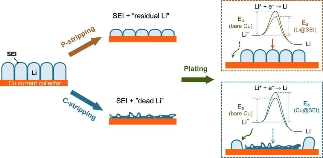 北理黄佳琦AEM：改变锂剥离模式，实现更好的锂沉积行为