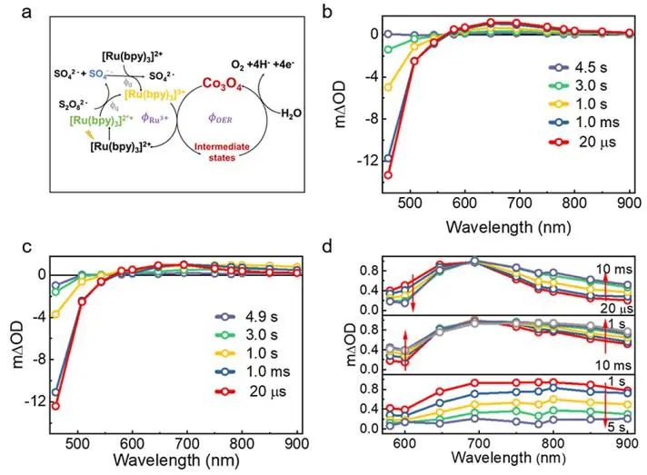 JACS：揭示Co3O4上水氧化顺序氧化动力学及多Co活性中心的作用