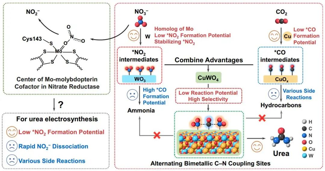 ​大工/西湖大学孙立成院士等Nature子刊：CuWO4电催化CO2和硝酸盐高效合成尿素