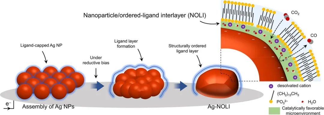 杨培东JACS：纳米颗粒组装诱导配体相互作用增强电催化CO2转化