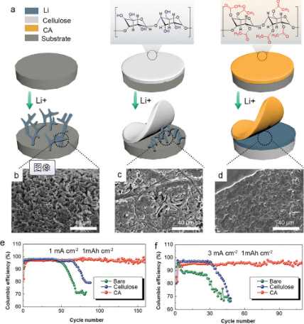 ​AFM：酯基与锂盐的结合：醋酸纤维素为稳定的锂金属负极提供富LiF界面
