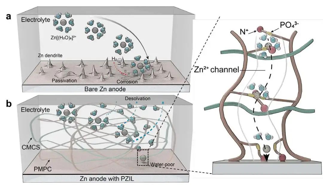 复旦武培怡Angew.：磷酰胆碱两性离子保护层减轻水系锌负极上的副反应
