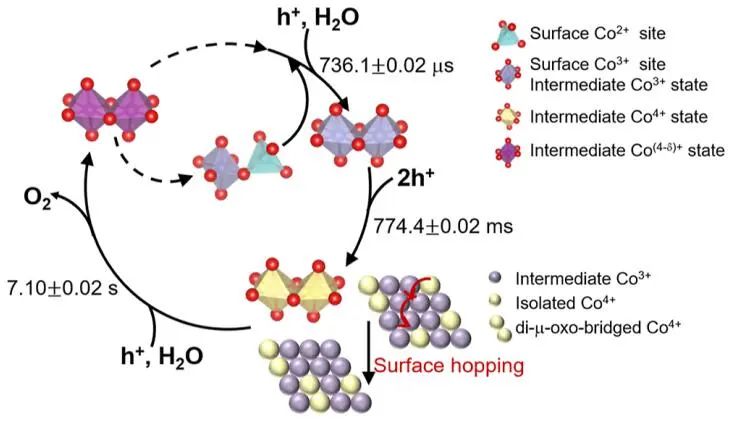 李灿院士/王秀丽JACS：揭示水氧化Co3O4催化剂的顺序氧化动力学及多Co活性位点的作用