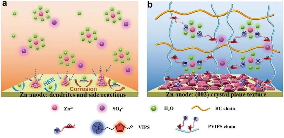 武培怡/焦玉聪Adv. Sci.: 凝胶电解质构建（002）沉积晶面稳定锌负极