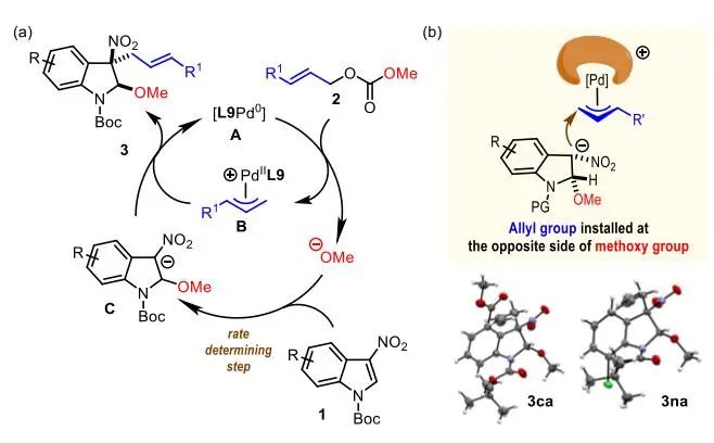 游书力Angew.：Pd催化3-硝基吲哚与碳酸烯丙酯的脱芳甲氧基烯丙基化反应