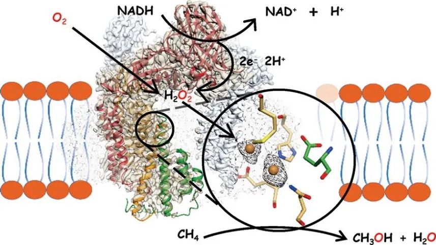 JACS：微粒甲烷单氧酶低温电镜结构中的铜中心揭示了甲烷氧化的催化机制