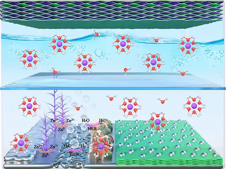 山大冯金奎ACS Nano: 掺硫3D MXene/ZnS异质结作为无枝晶锌离子电池保护层