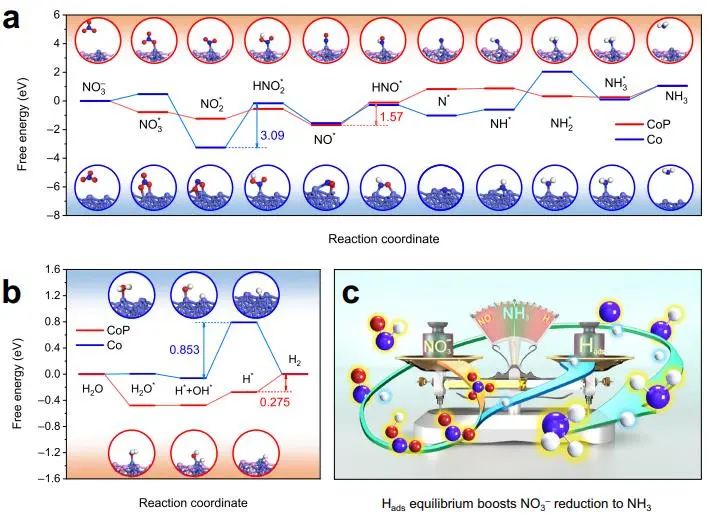 北化工​邵明飞Nature子刊：Hads动态平衡不可忽视！促进CoP-CNS高效电化学硝酸还原制氨