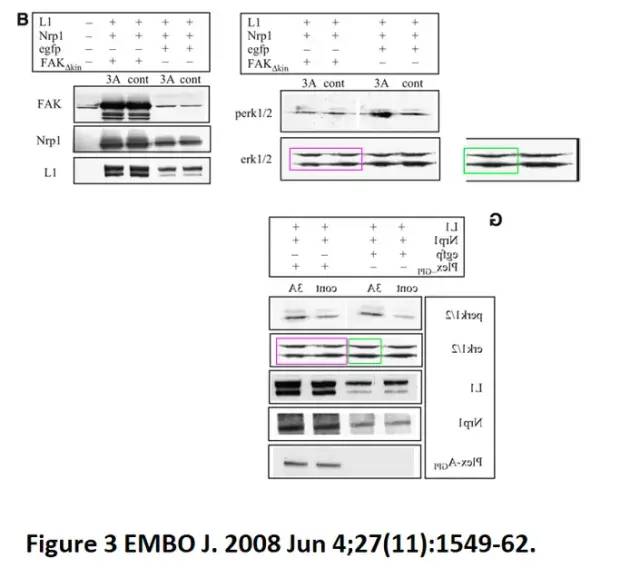 斯坦福校长也玩「图片误用」？Nature、Science多文涉嫌PS，校方正式展开调查