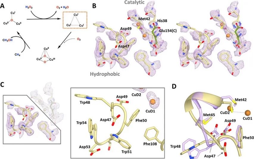 JACS：微粒甲烷单氧酶低温电镜结构中的铜中心揭示了甲烷氧化的催化机制