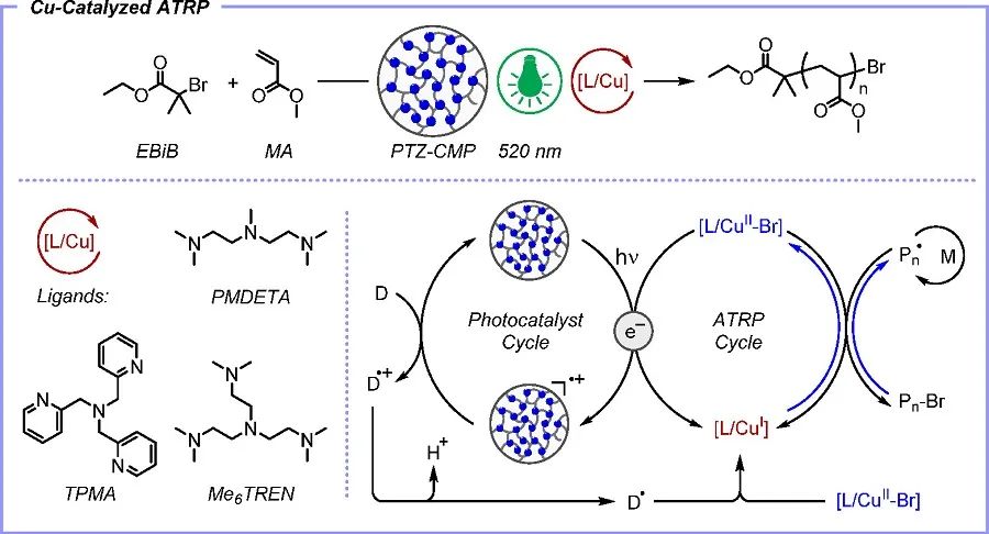 JACS：共轭交联吩噻嗪作为绿光或红光多相光催化剂用于铜催化ATRP