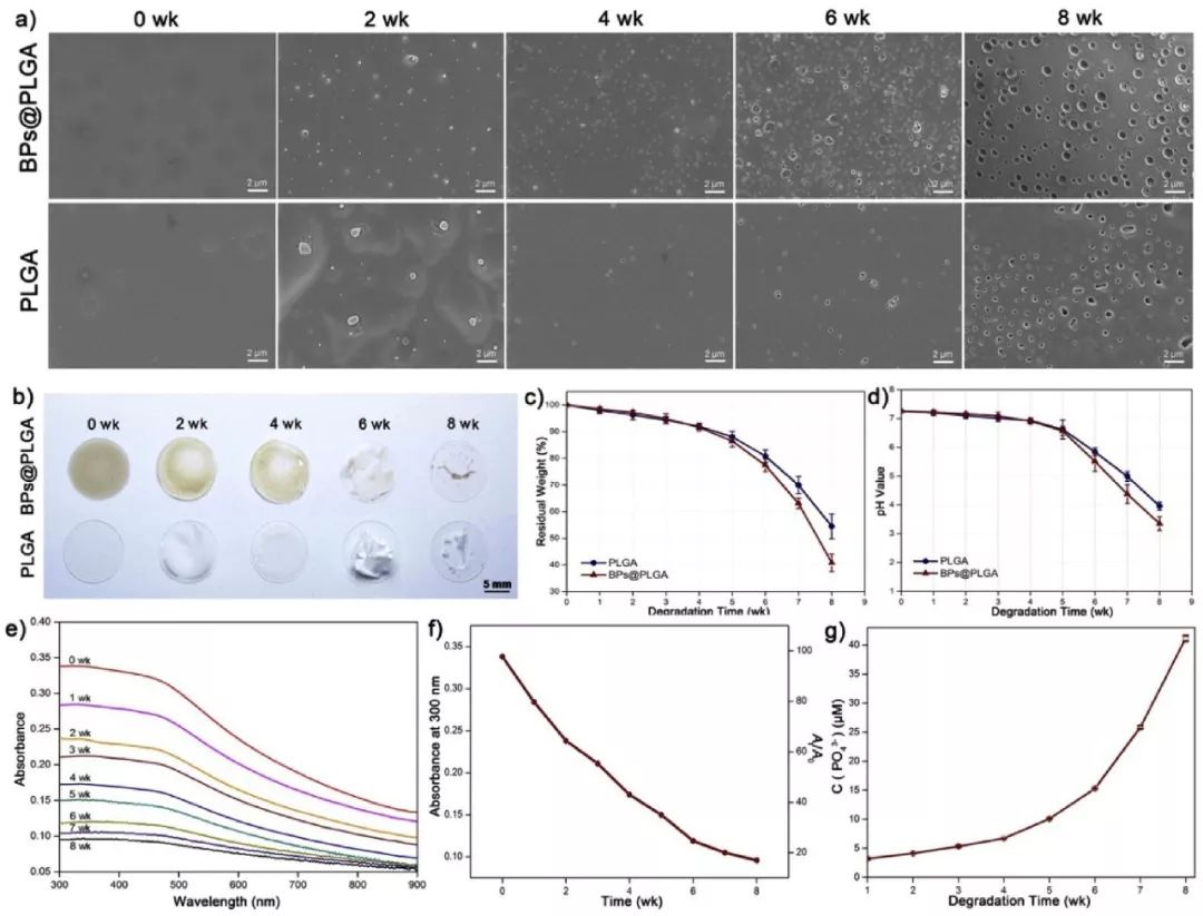 王怀雨Biomaterials：微量黑鳞造就光热响应智能生物材料，促进骨缺损再生