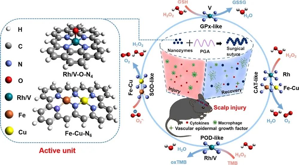 天大张晓东Nature子刊：超越天然酶！单原子纳米酶用于脑外伤的持续缝合