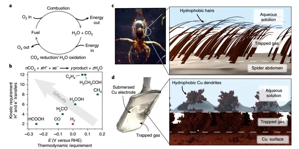 Nature Materials：来自大自然的启示，构建高效CO2RR界面